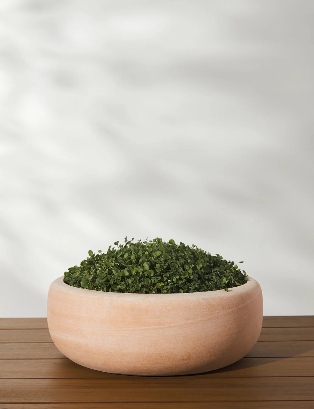 Annalise Planter (Set of 2) by Campania International -  -