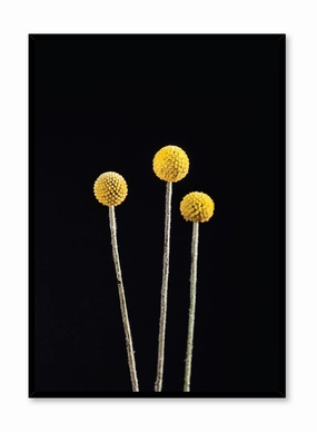 Billy Buttons, Posterpop culture themed posters