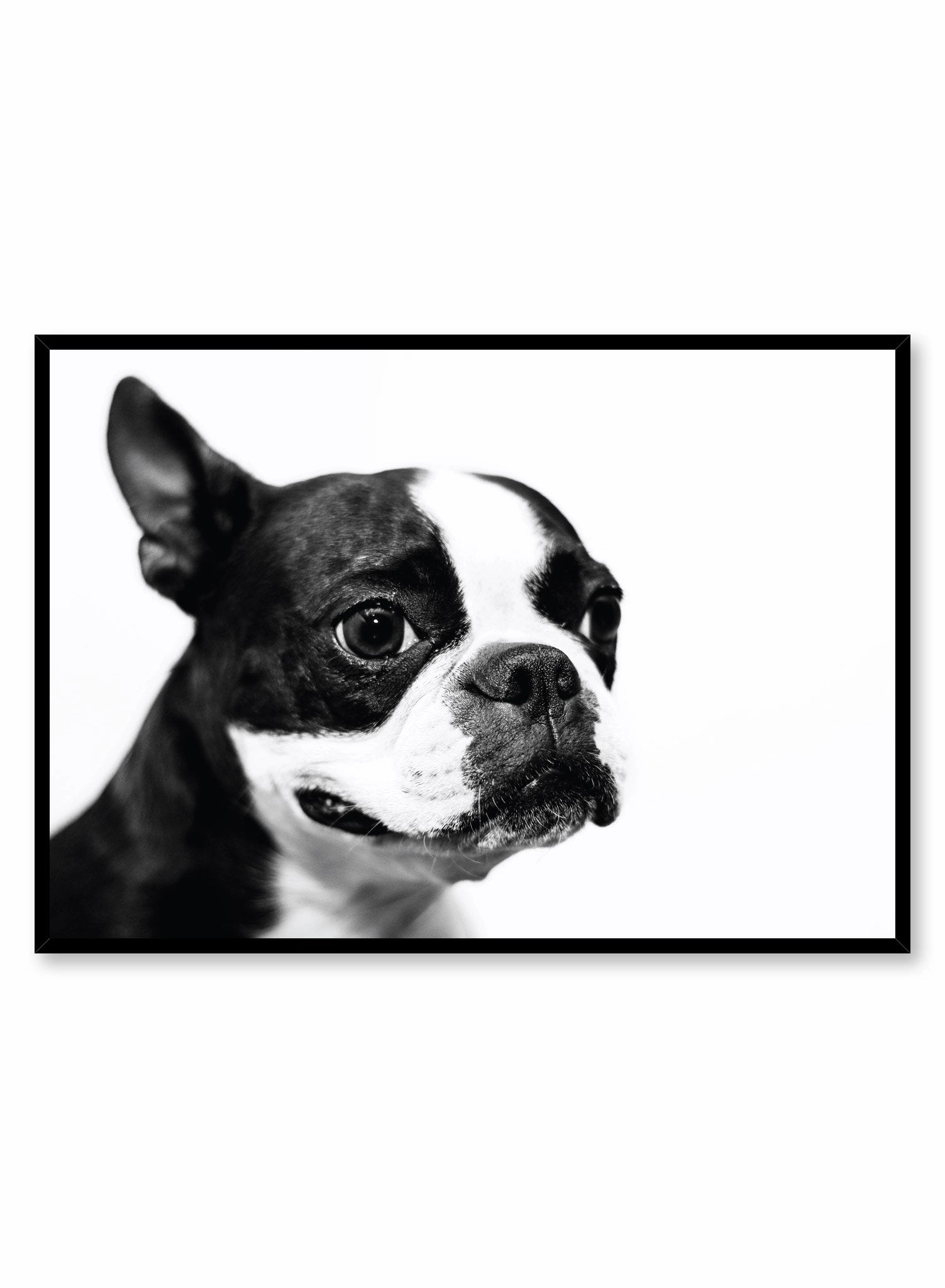 Boston Terrier, Posterpop culture themed posters
