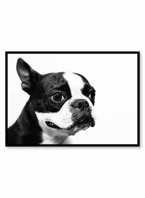 Boston Terrier, Posterpop culture themed posters