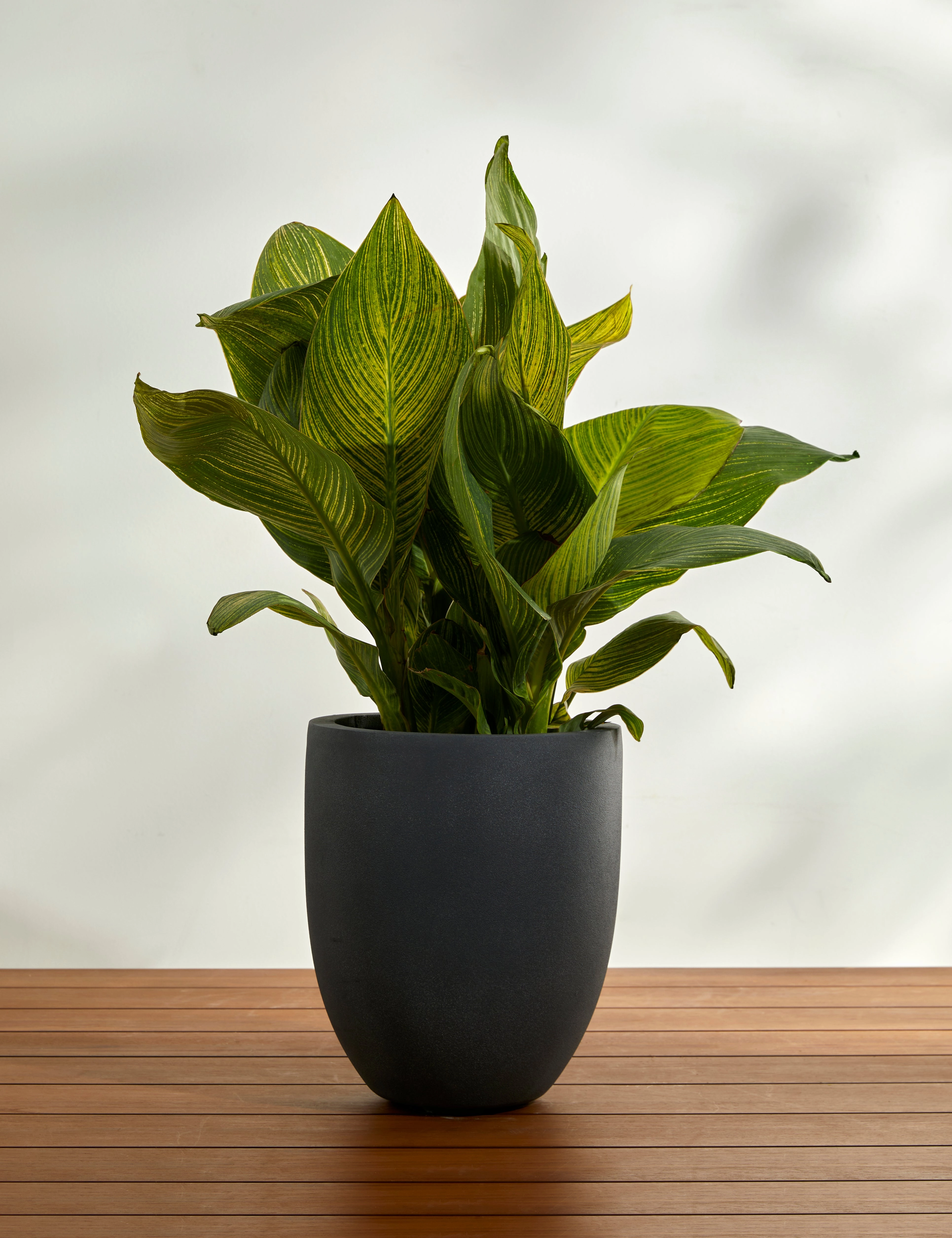Bradford Planters by Campania International