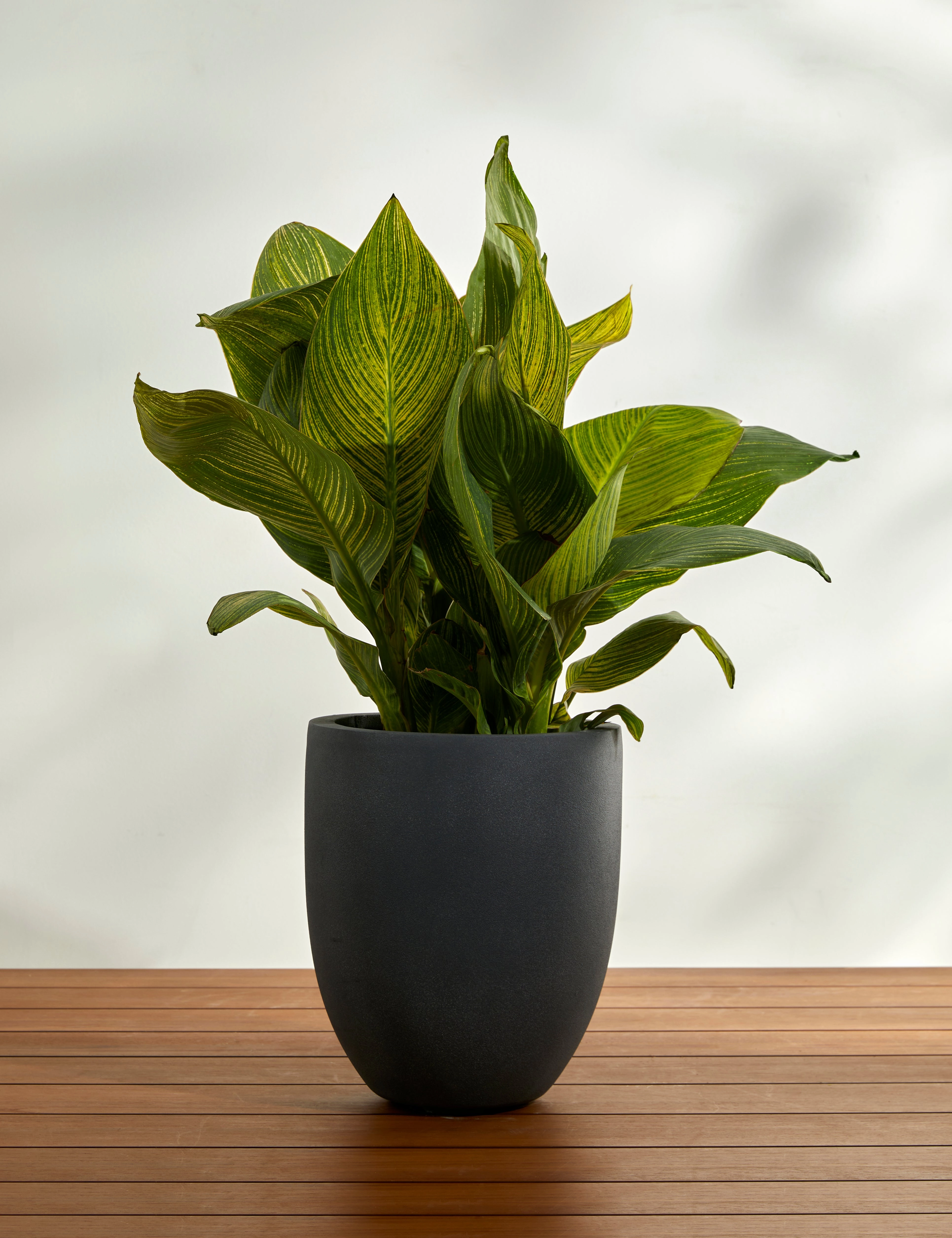 Bradford Planters by Campania International