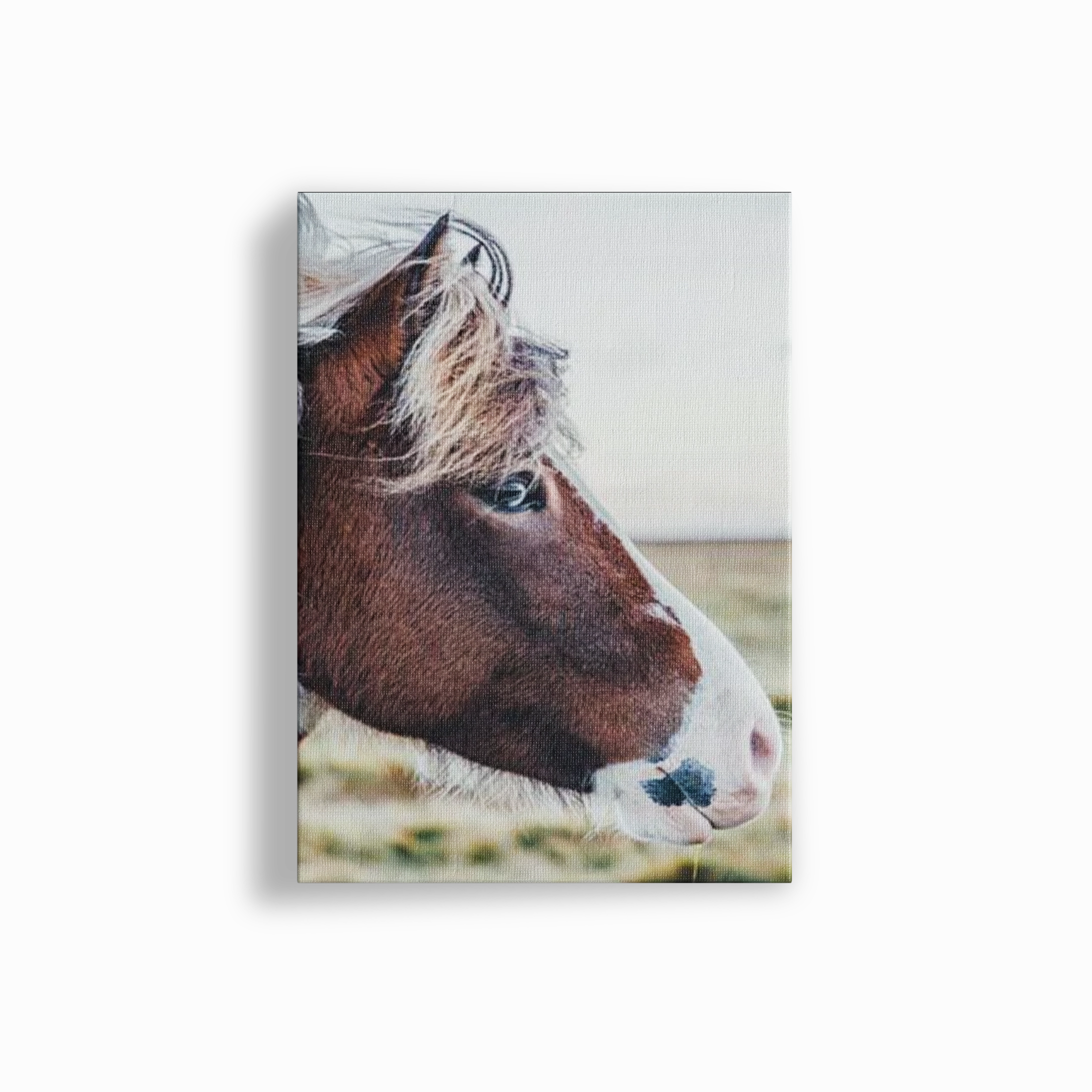Brumby