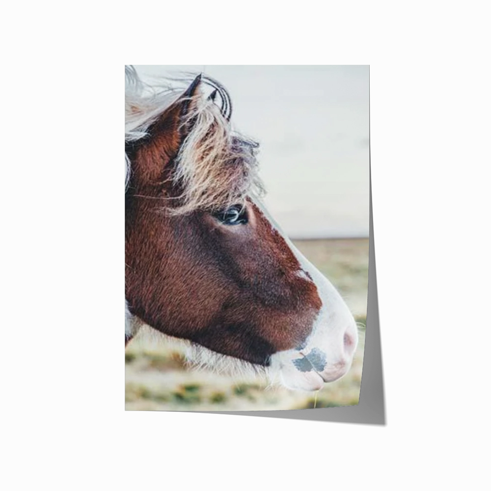 Brumby
