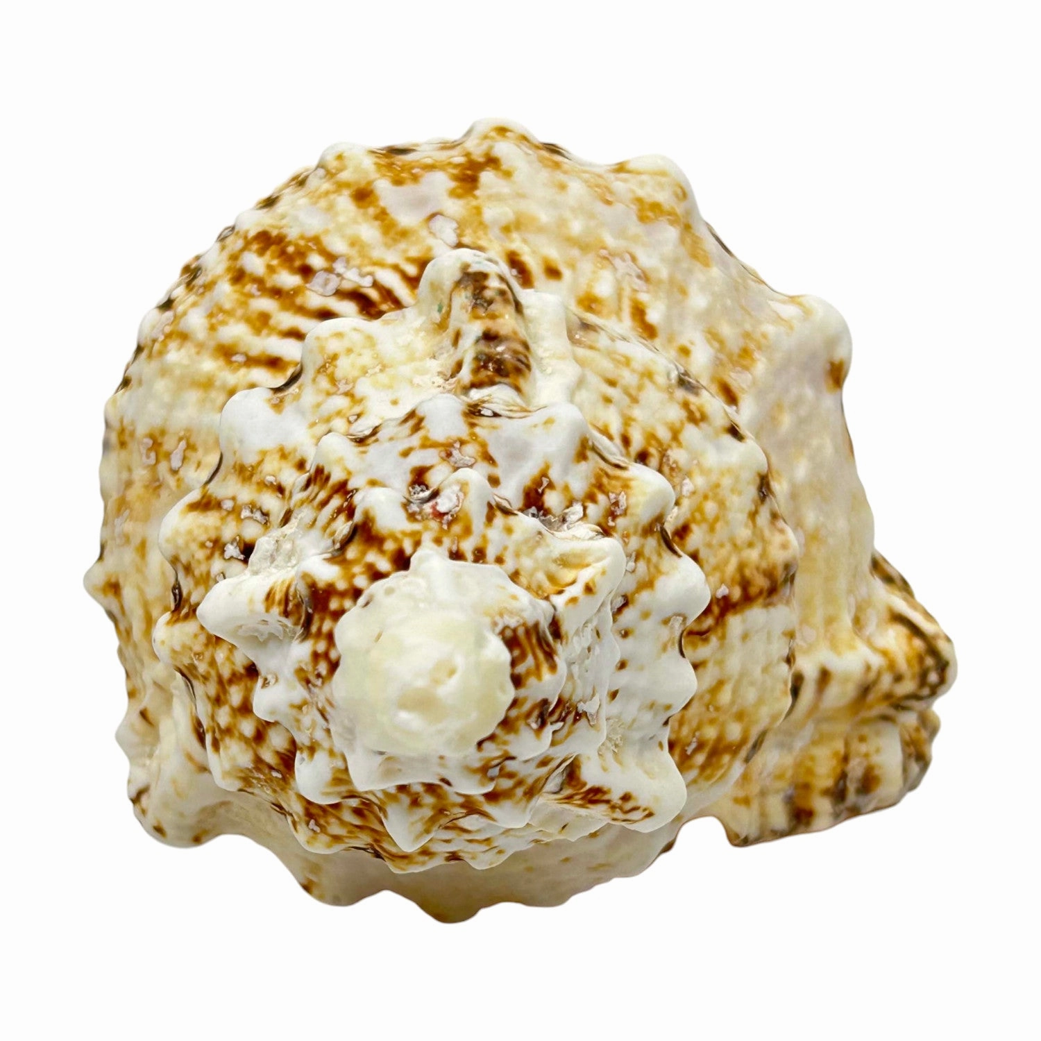 Bursa Bosa Frog Shell - 7"