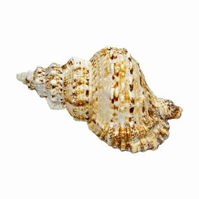 Bursa Bosa Frog Shell - 7"bedding sets ,throw blankets 