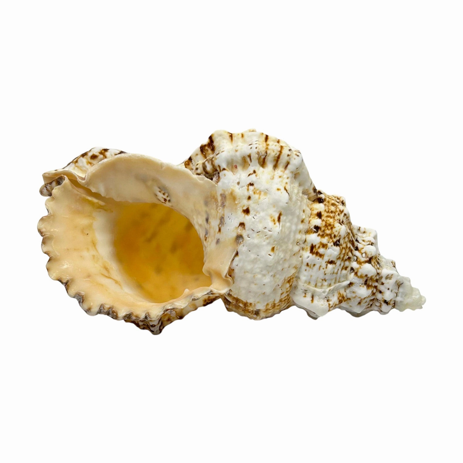 Bursa Bosa Frog Shell - 7"