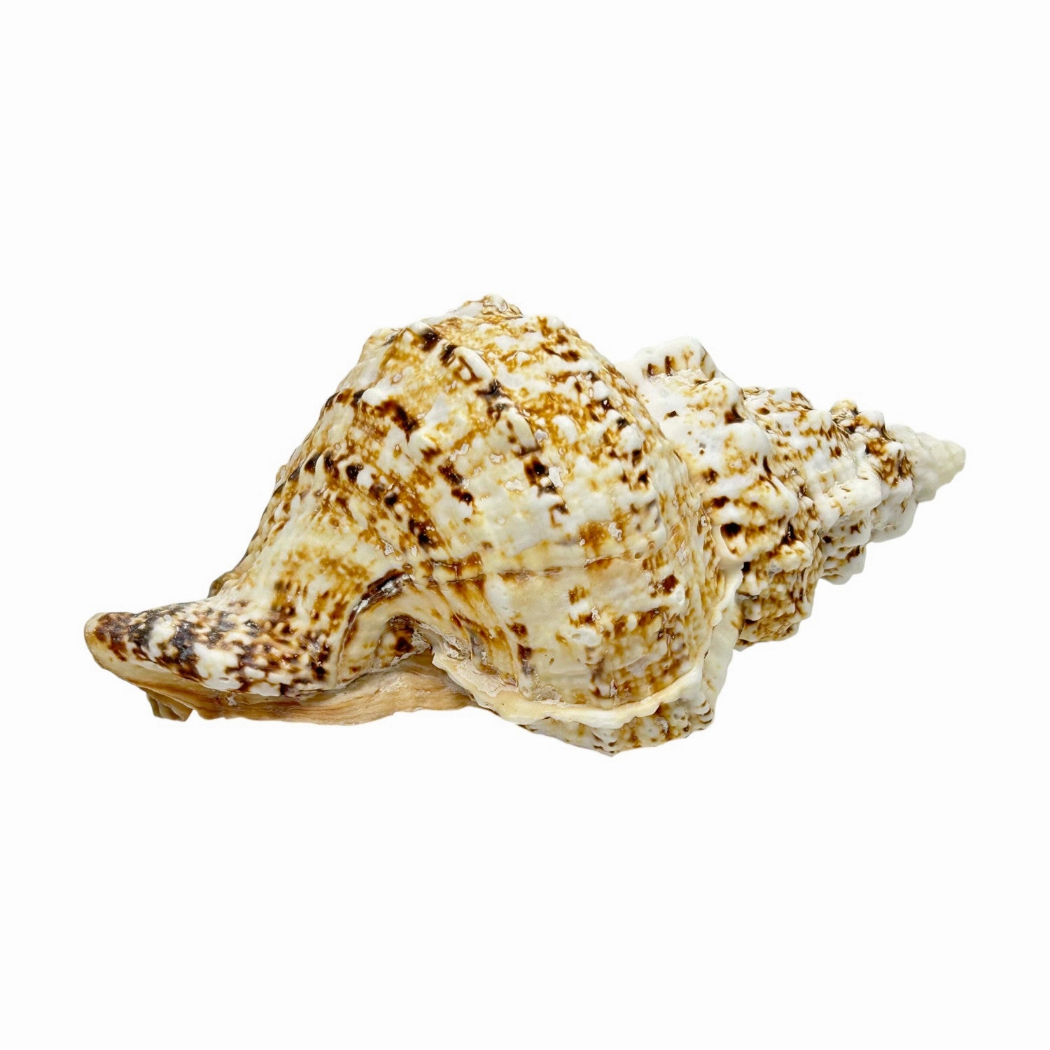 Bursa Bosa Frog Shell - 7"