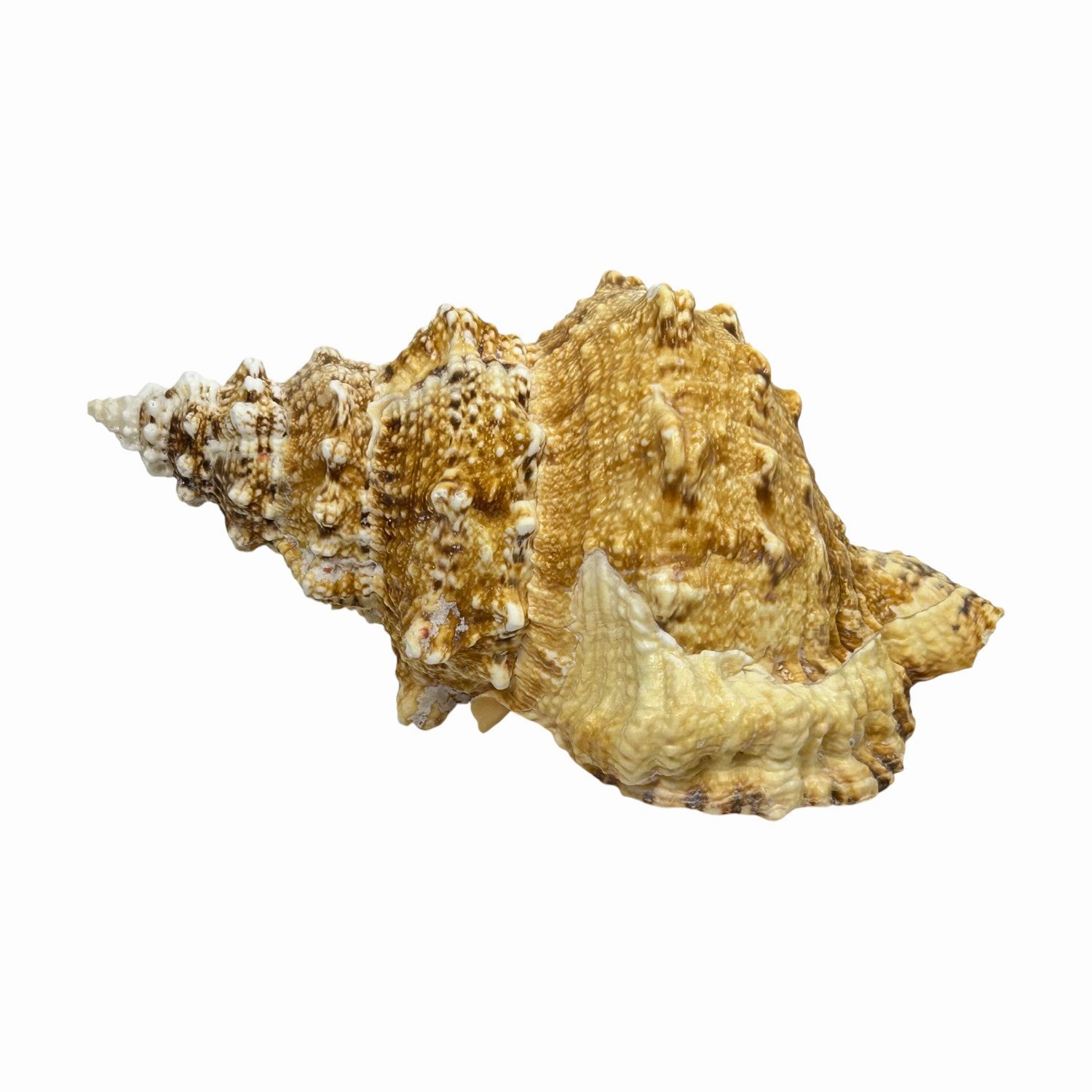 Bursa Bosa Frog Shell - 9"