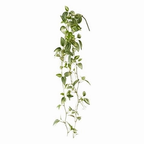 Climbing Plants Pothos Greenhome decor ,wall decor 
