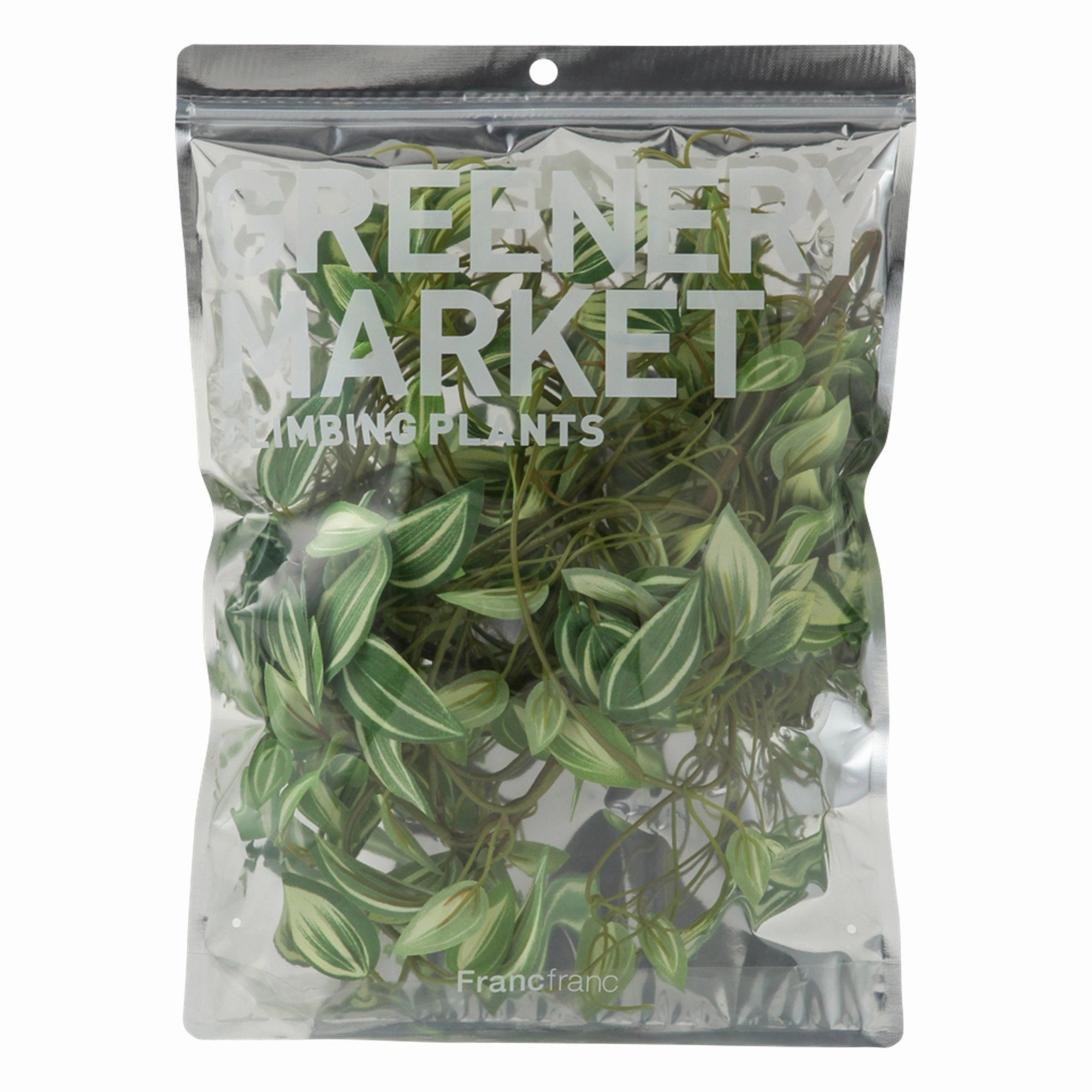 Climbing Plants Pothos Green