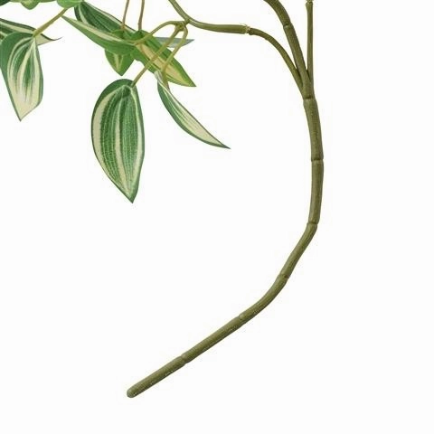 Climbing Plants Pothos Green