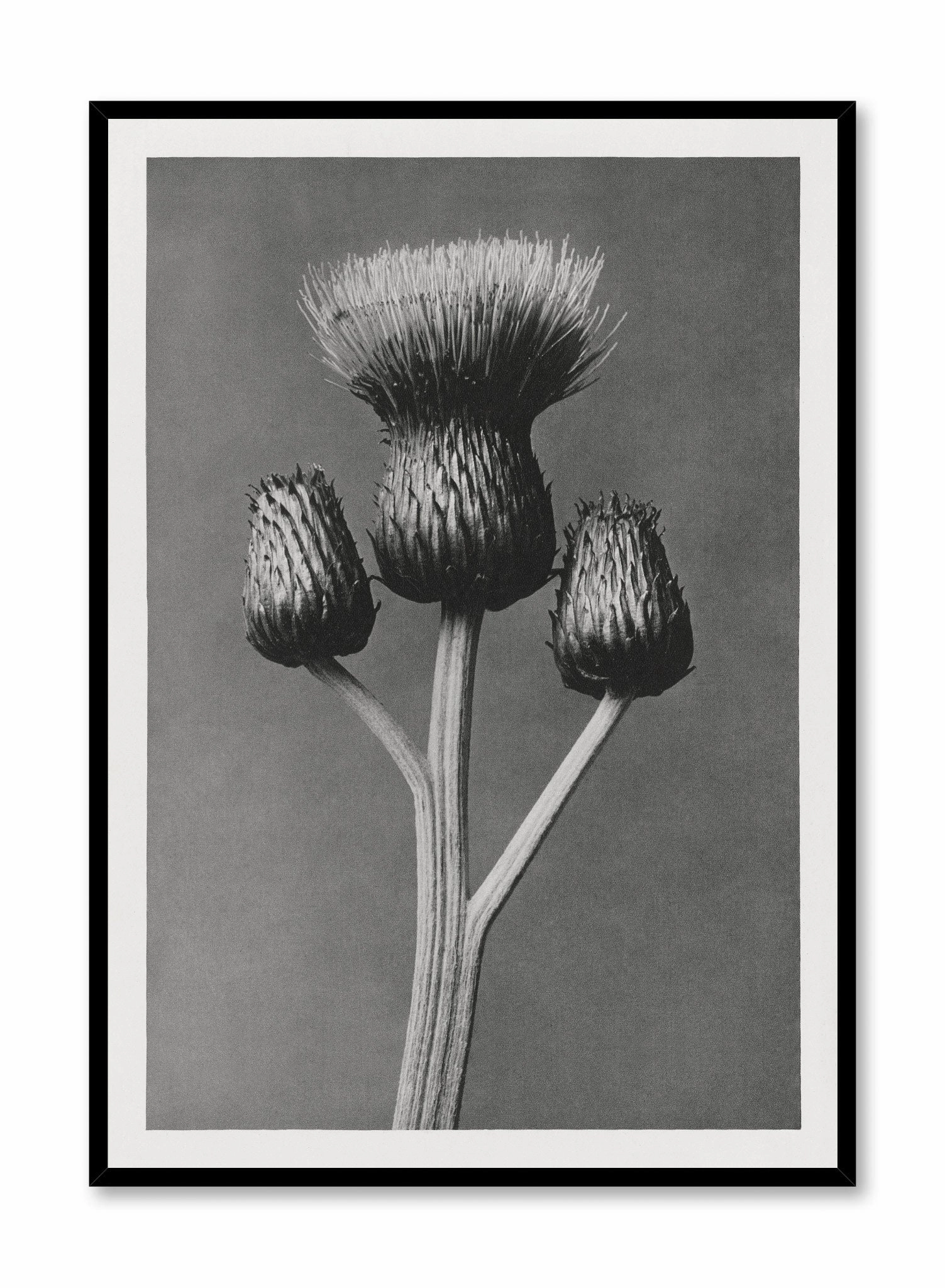 Dark Thistle, Posterpop culture themed posters