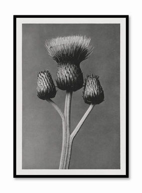 Dark Thistle, Posterpop culture themed posters
