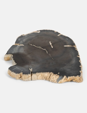 Farzana Petrified Wood Slab -  -home decor ,wall decor 