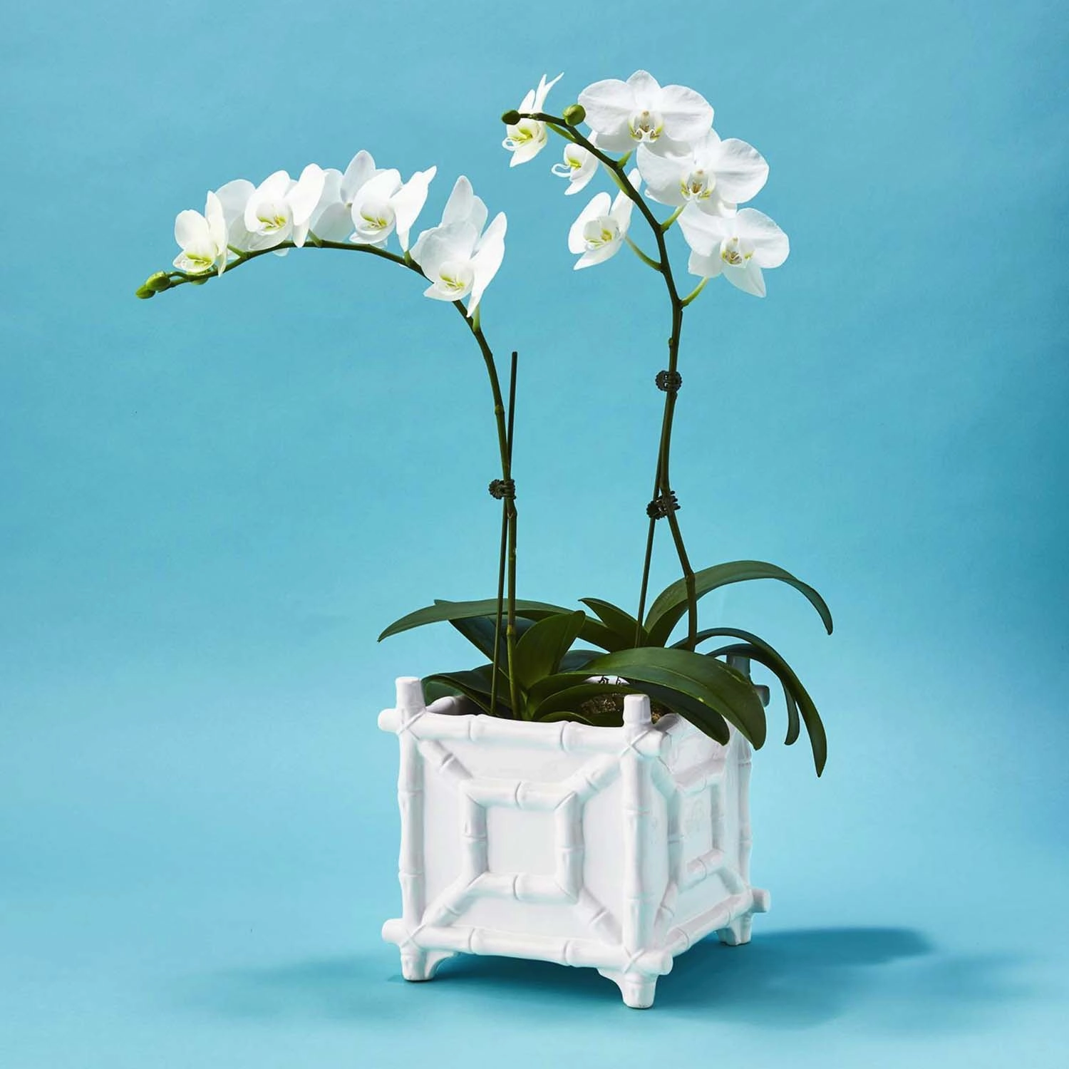 Faux Bamboo Cachepot