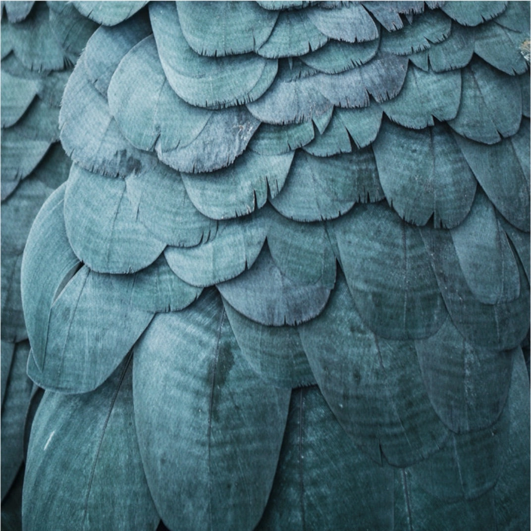 Feathers Photographic Wall Art with Frame