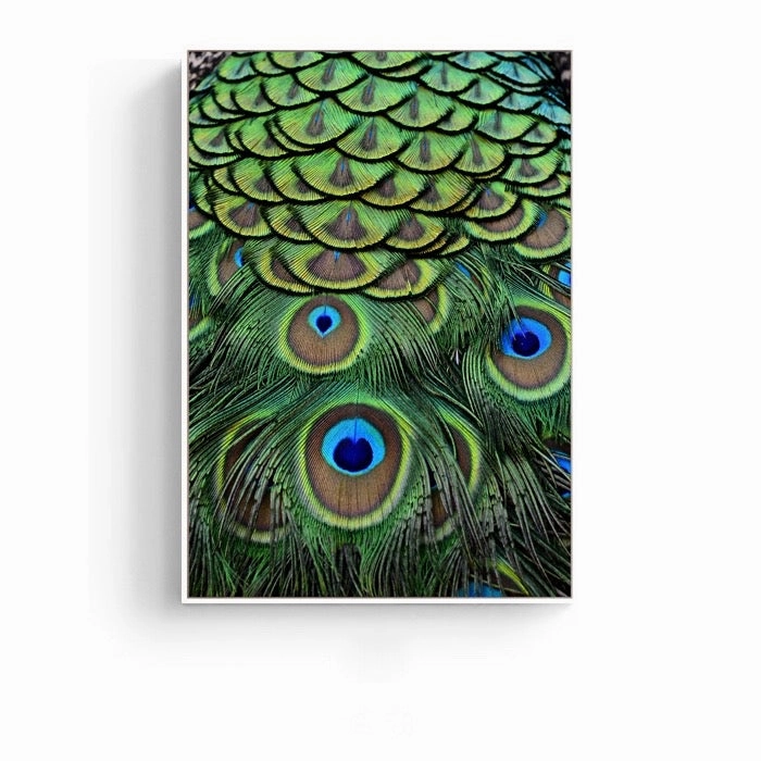 Feathers Photographic Wall Art with Frame