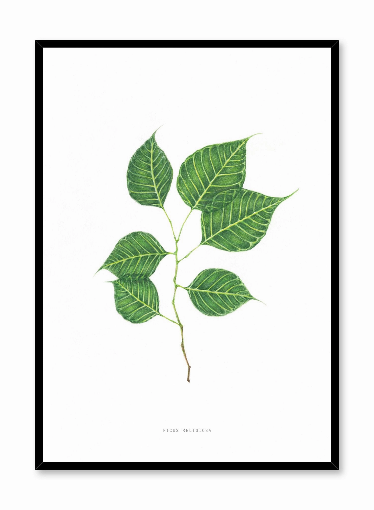 Ficus Religiosa, Posterpop culture themed posters