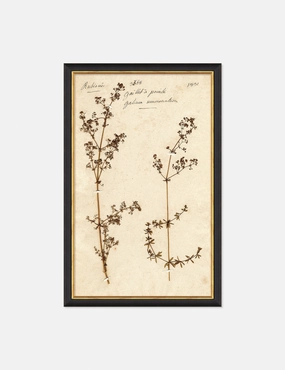 Herbarium B Wall Artnordic style wall decor