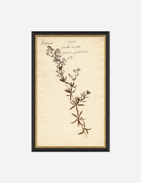 Herbarium F Wall Artnordic style wall decor