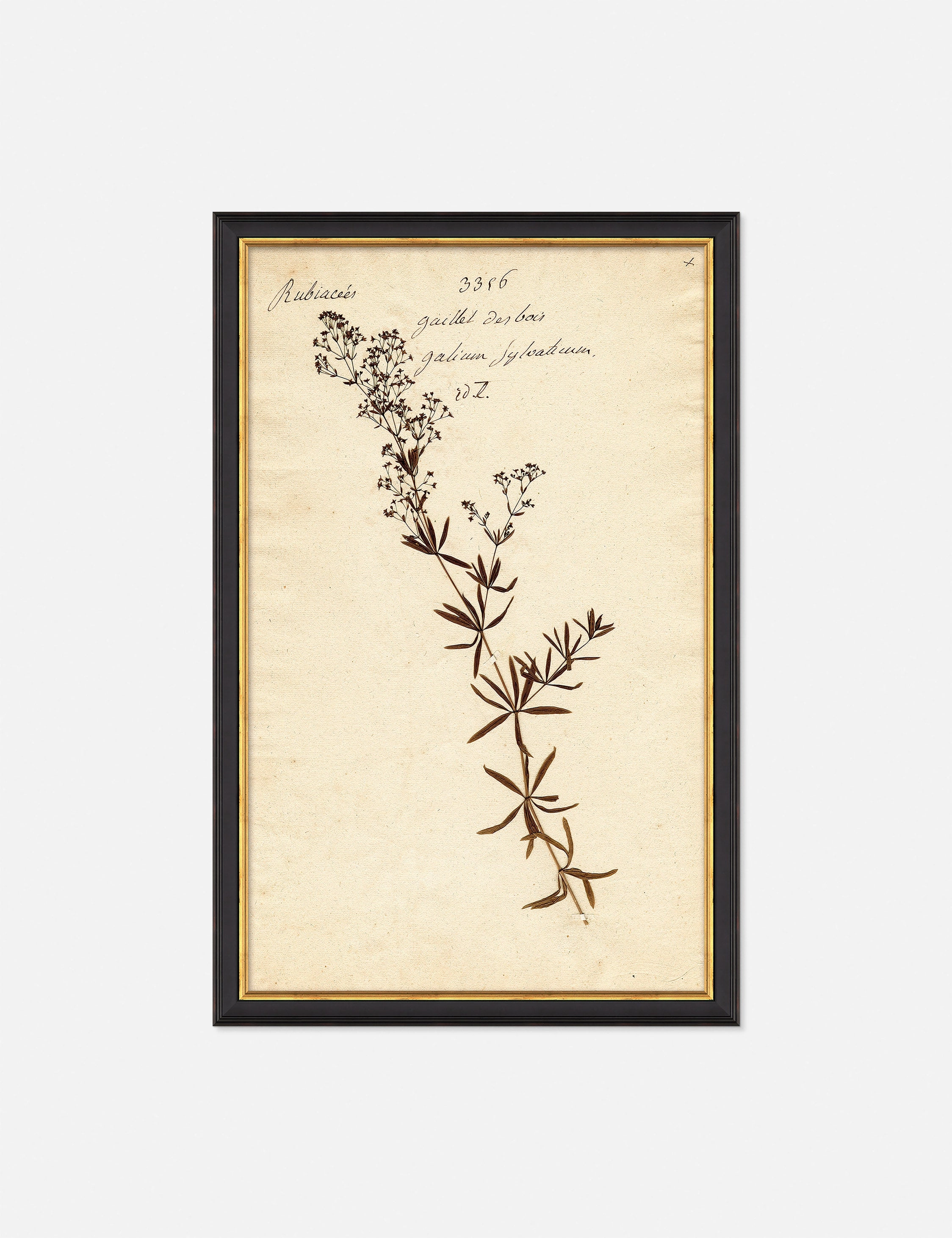 Herbarium F Wall Artnordic style wall decor