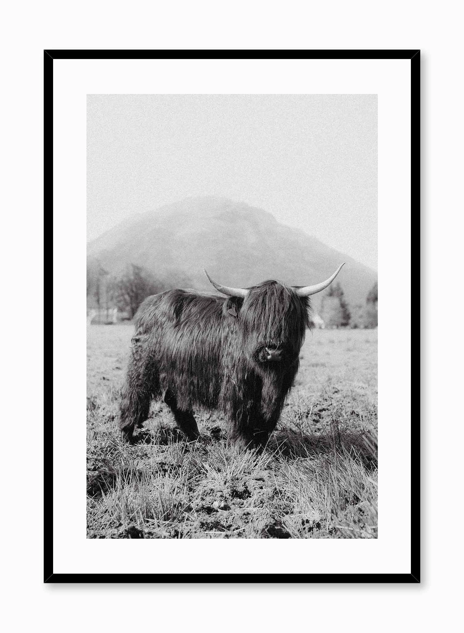 Highland Cow, Posterpop culture themed posters