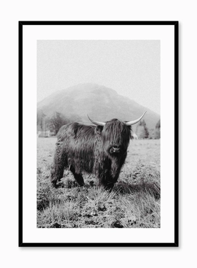 Highland Cow, Posterpop culture themed posters