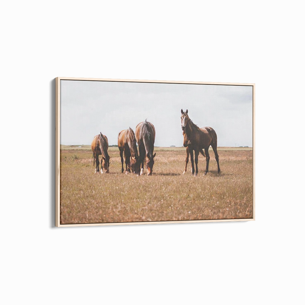 Horses Grazing