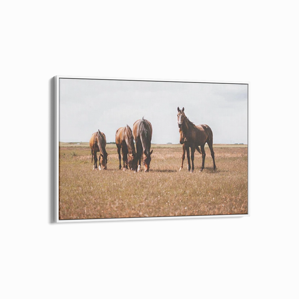Horses Grazing