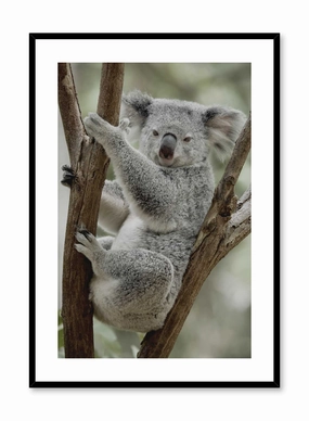 Koala-fied, Posterpop culture themed posters