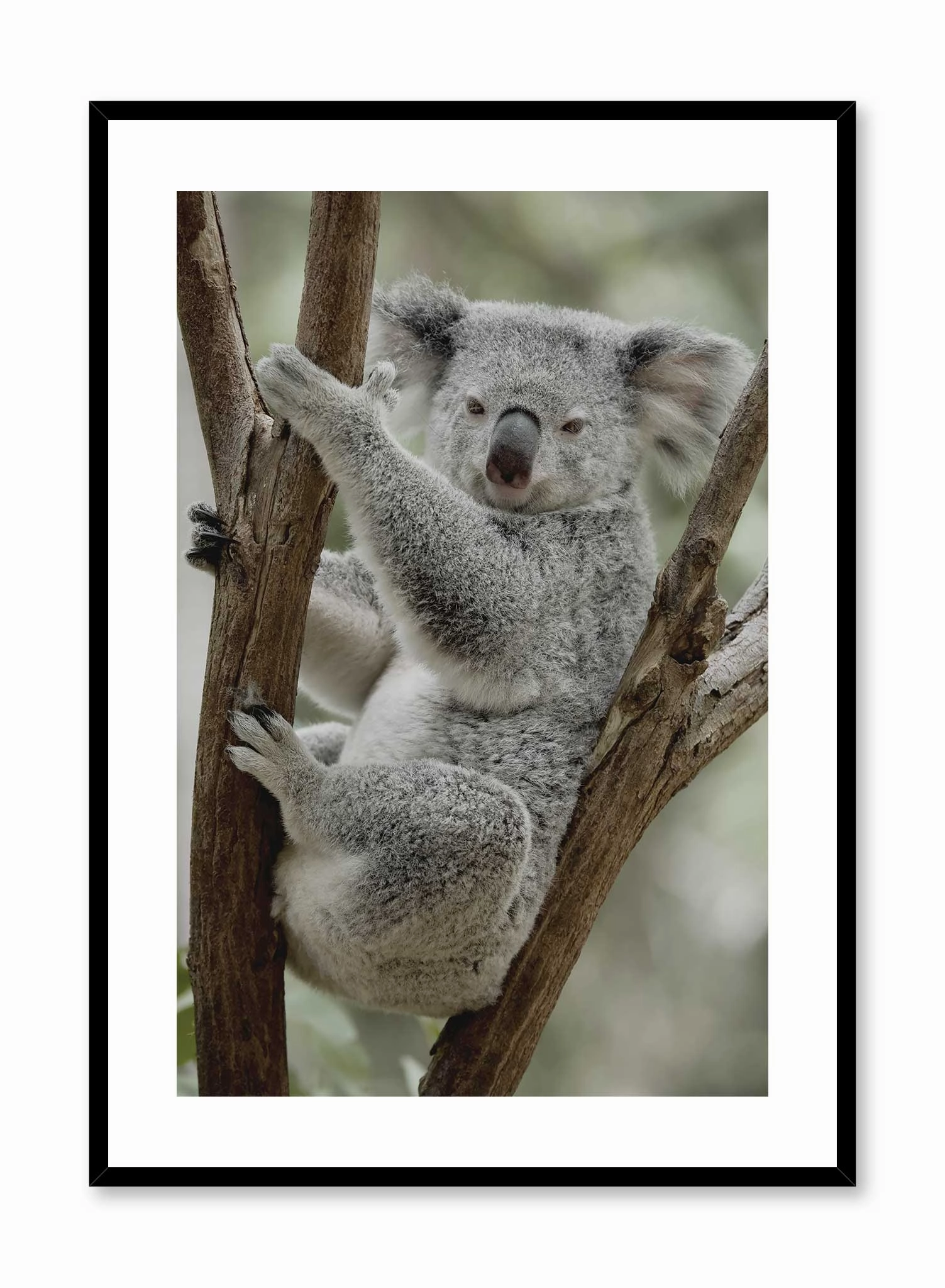 Koala-fied, Posterpop culture themed posters