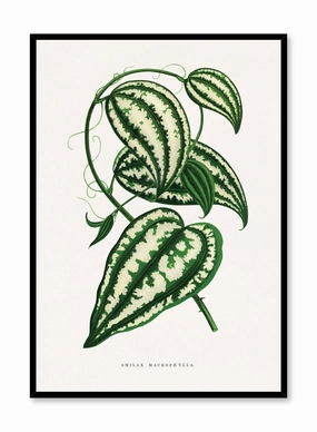 Large-leaf Greenbrier, Posterpop culture themed posters