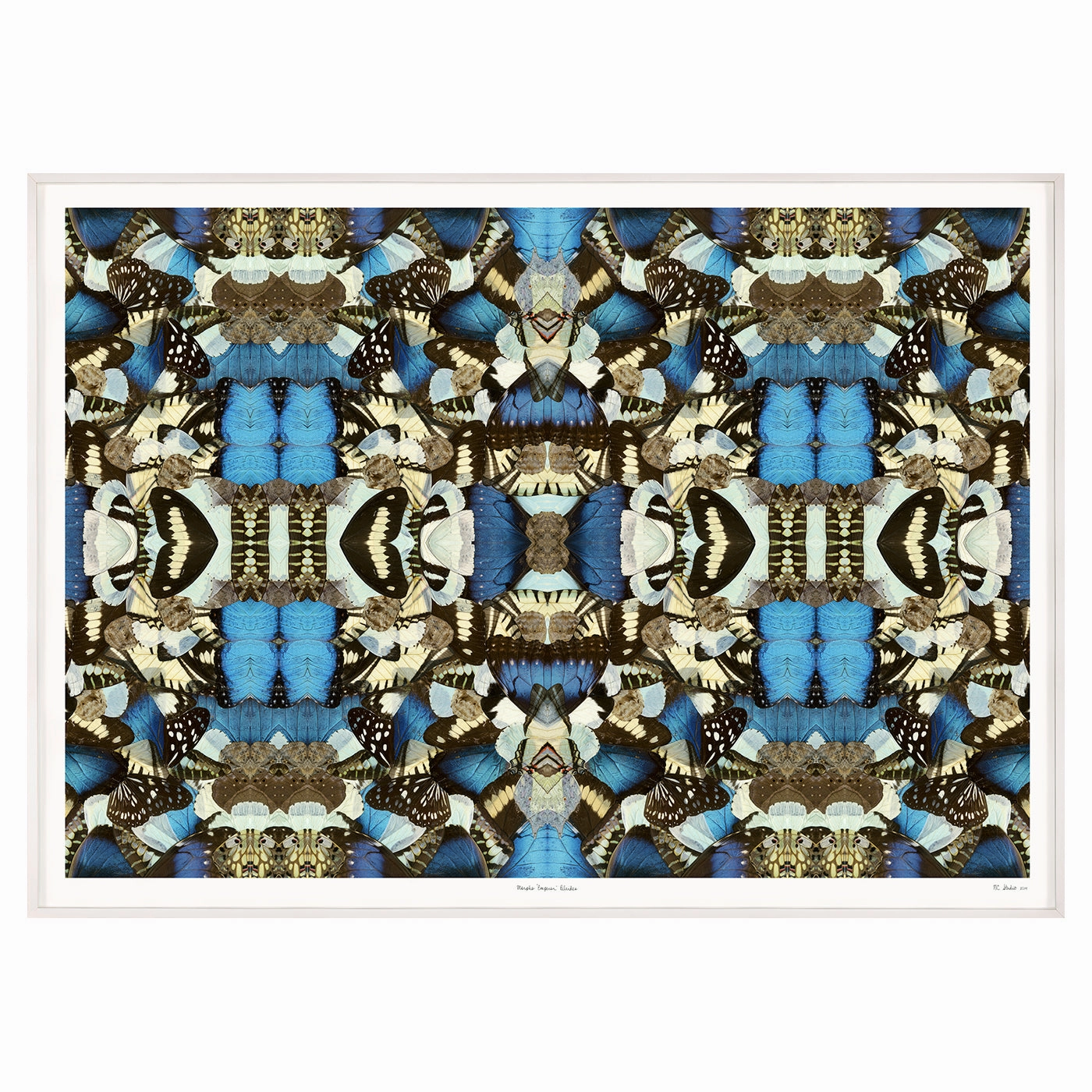 Morpho Emperor Peleidesnordic style wall decor