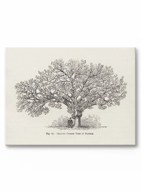 Orchard Cherry Tree, Canvasindoor decorative canvas print