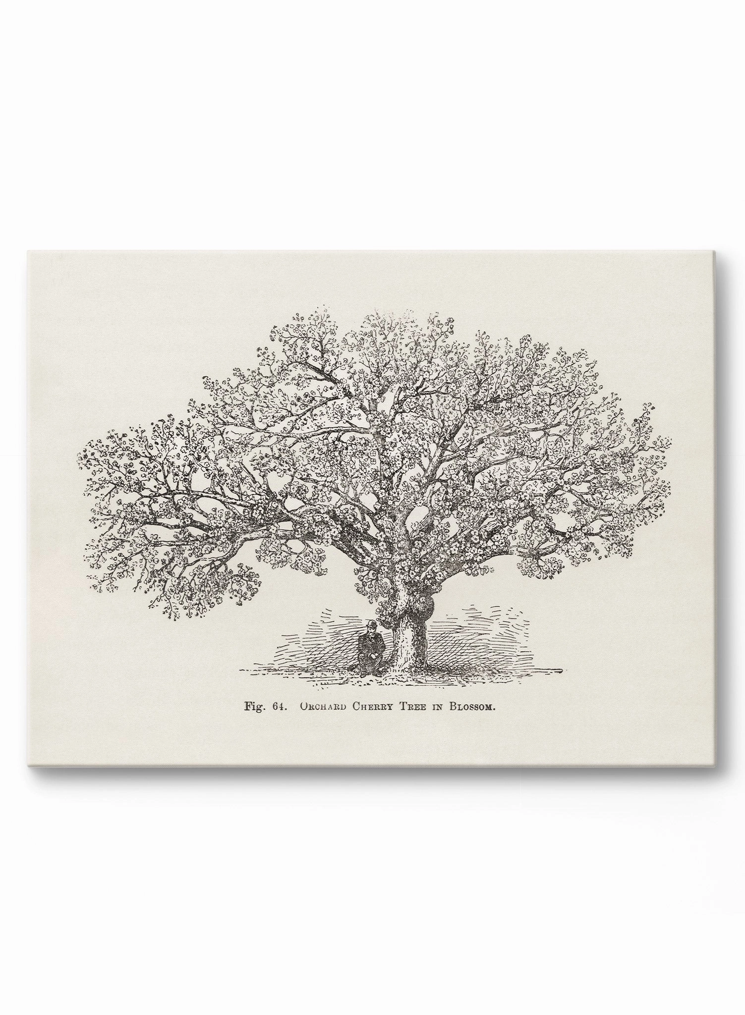 Orchard Cherry Tree, Canvasindoor decorative canvas print