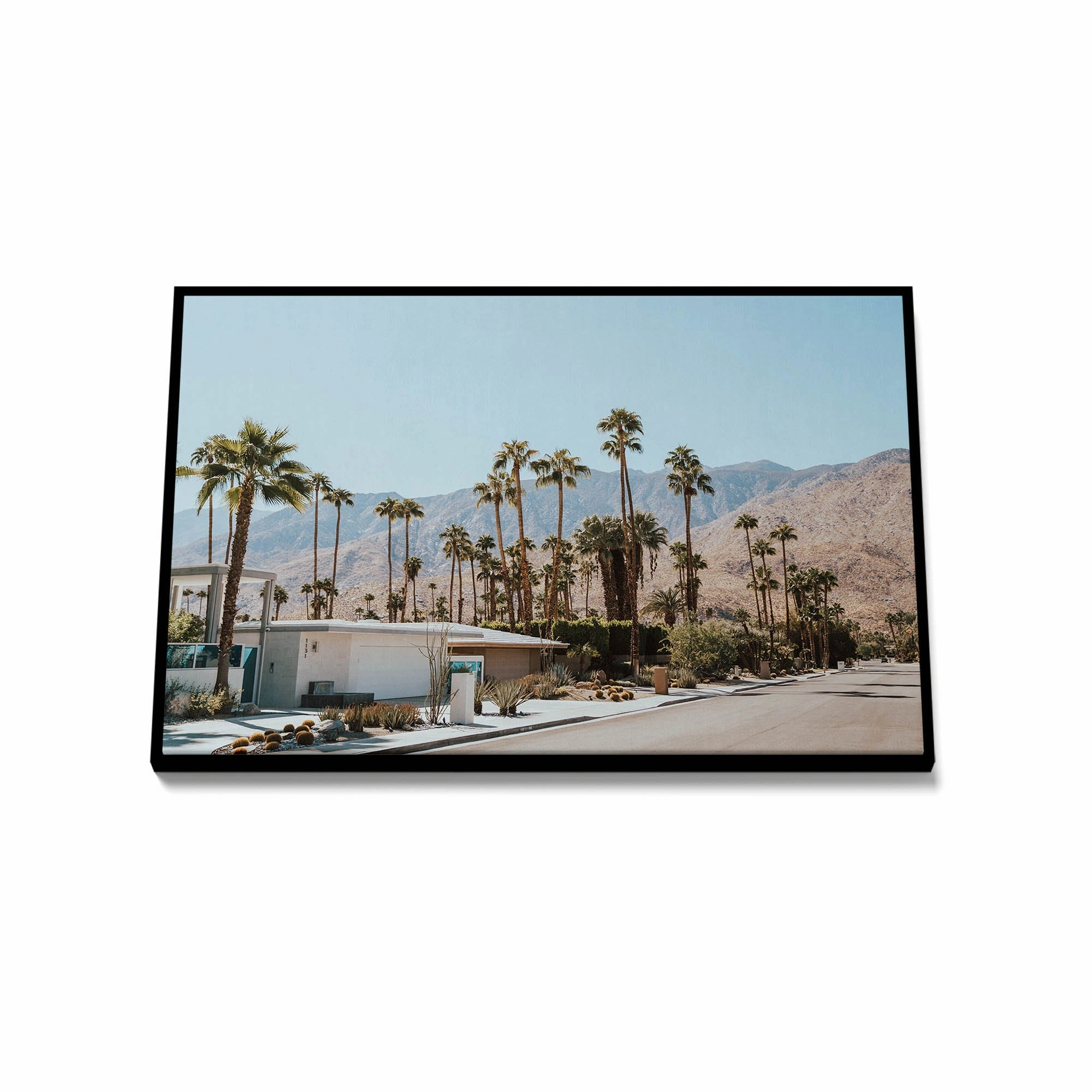 Palm Summer 3