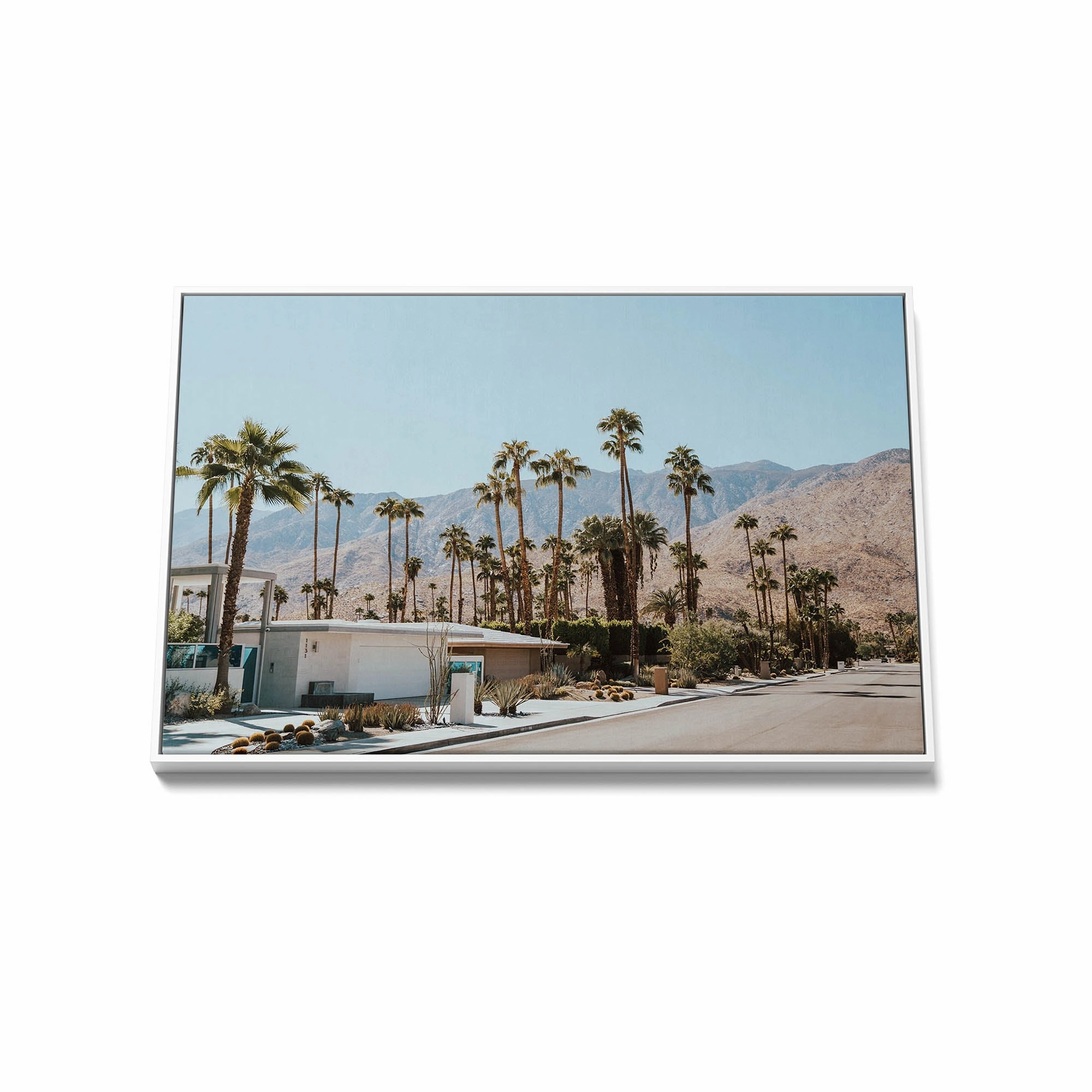 Palm Summer 3