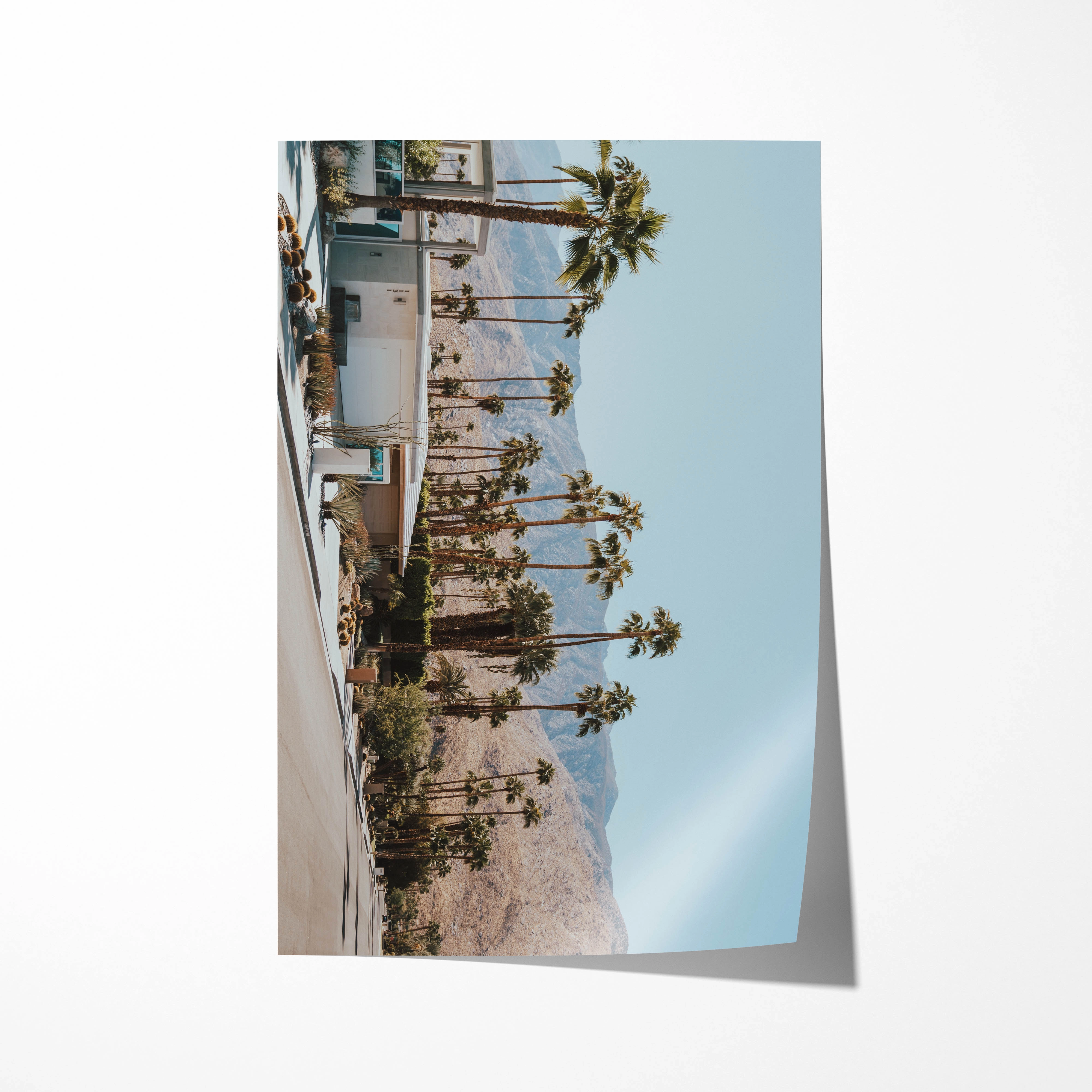 Palm Summer 3