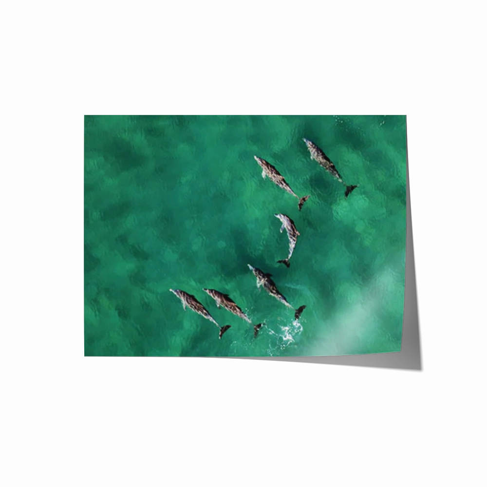 Pod of Dolphins