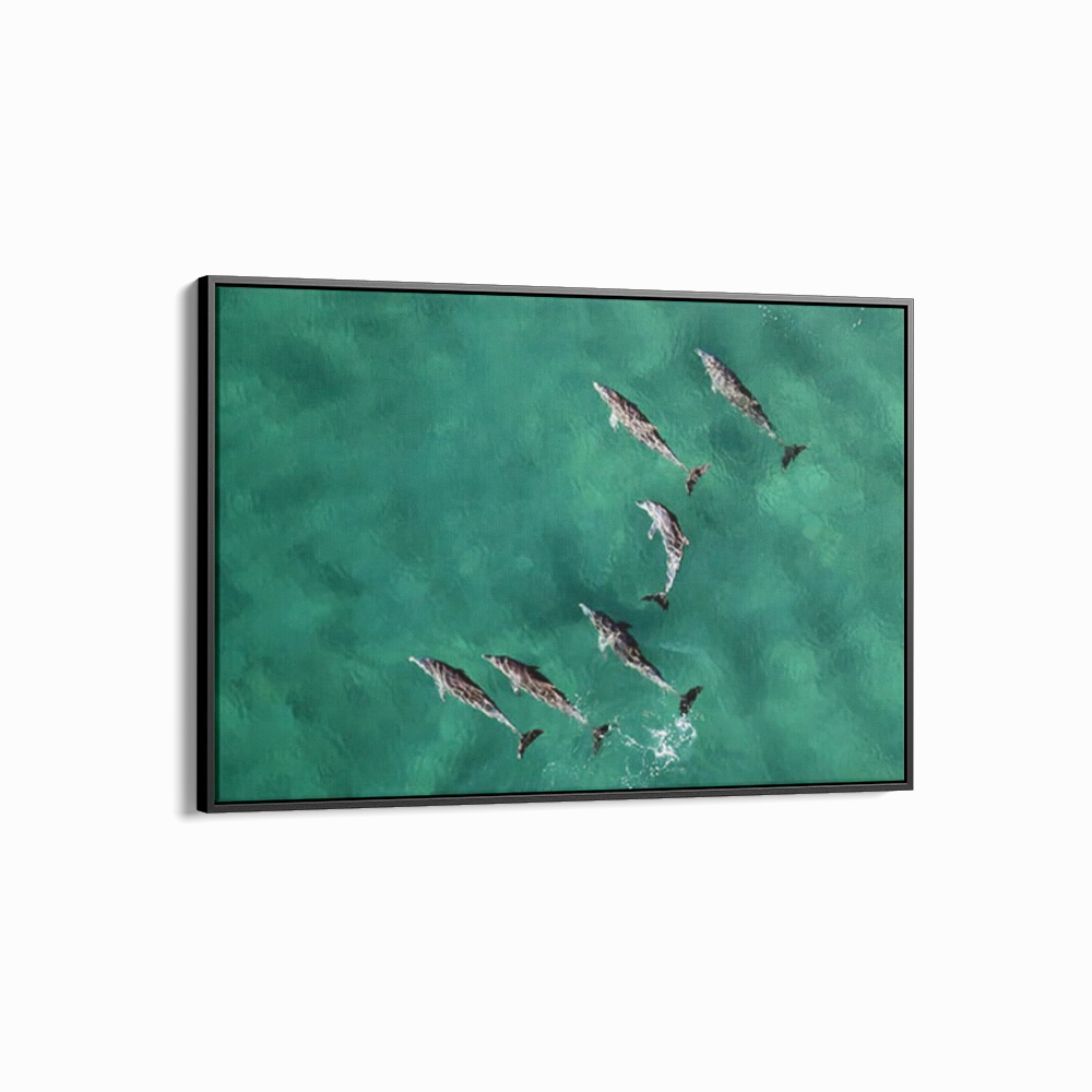 Pod of Dolphins