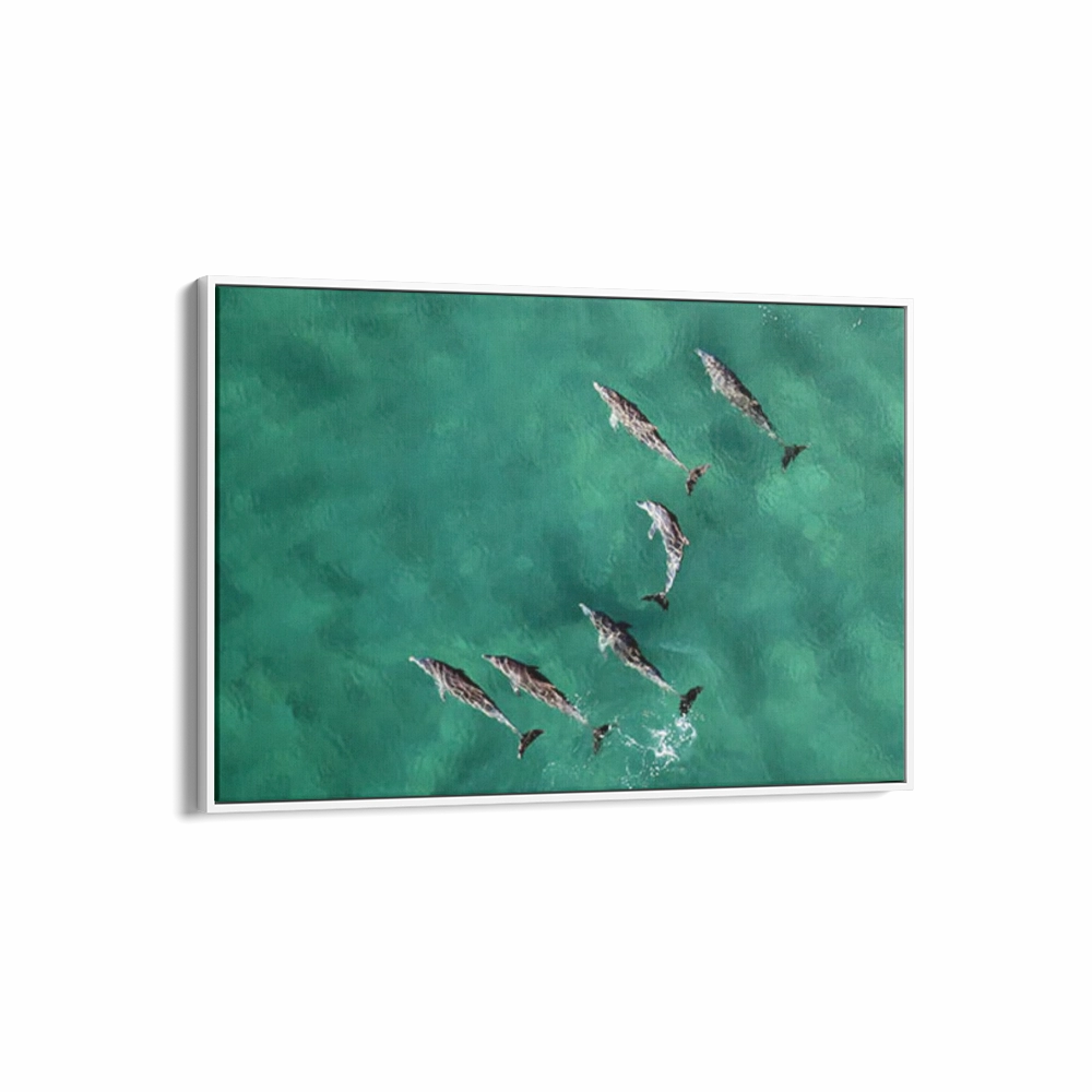 Pod of Dolphins