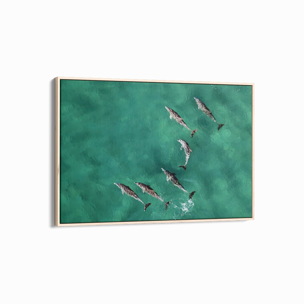 Pod of Dolphins