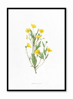 Ranunculus Acris, Posterpop culture themed posters
