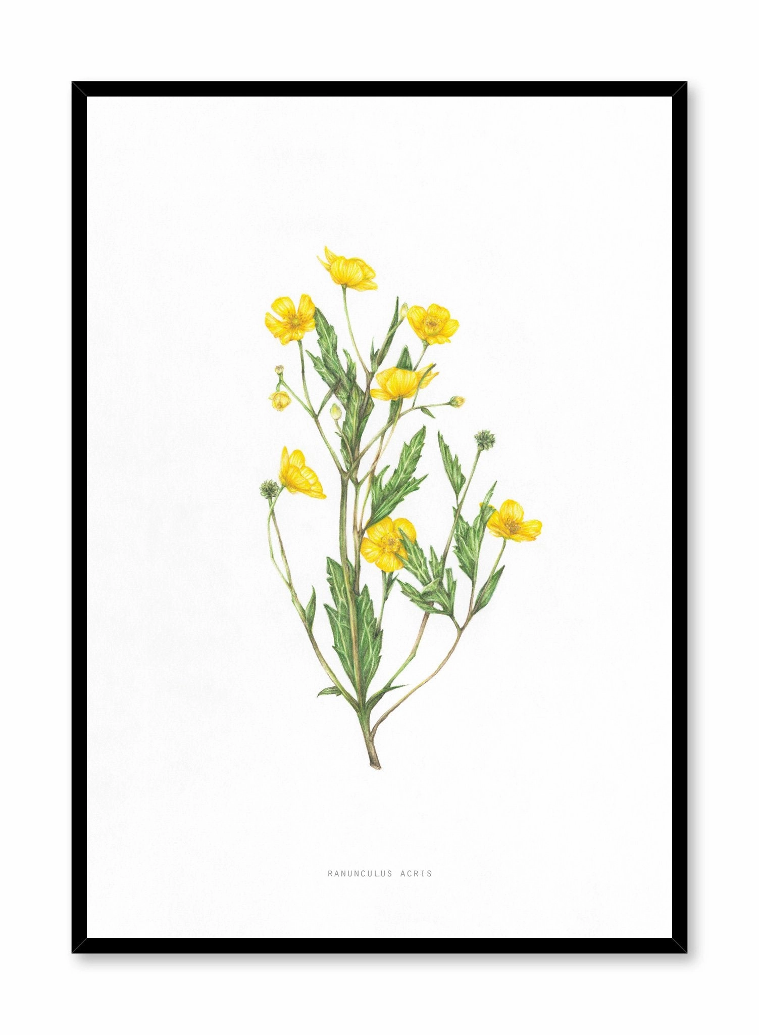Ranunculus Acris, Posterpop culture themed posters