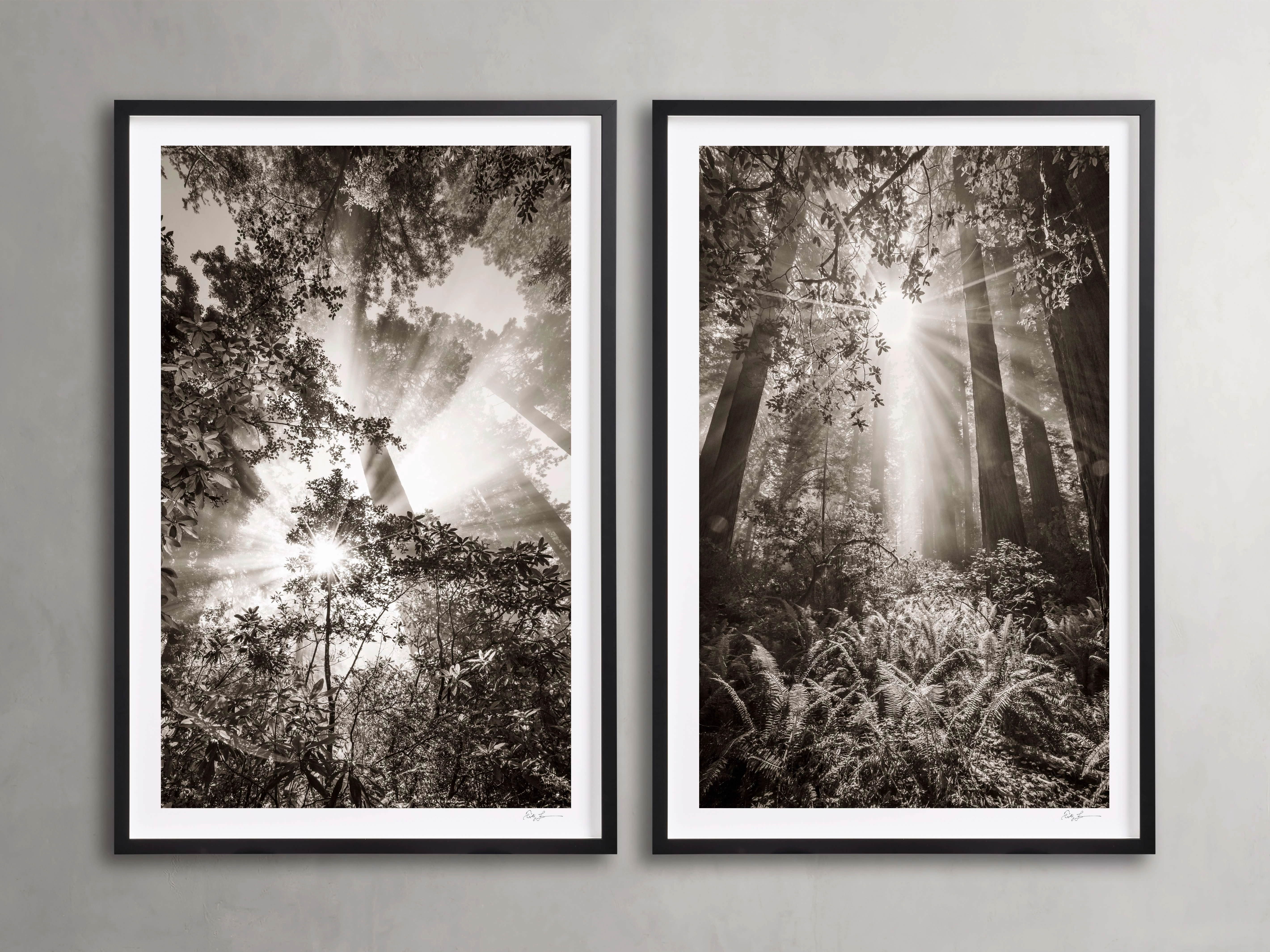 Redwoods I (Set of 2)home decor ,wall decor 