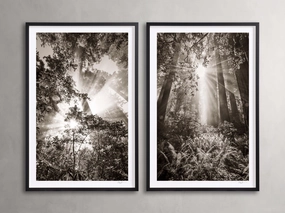 Redwoods I (Set of 2)home decor ,wall decor 