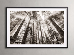 Redwoods II Framed Printnordic style wall decor