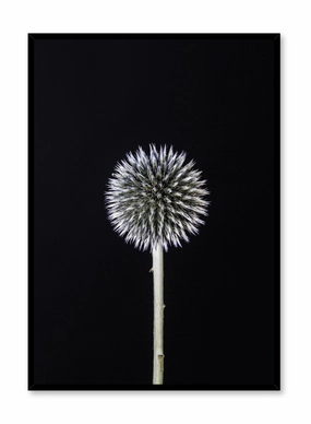 Silver White Thistle, Posterpop culture themed posters