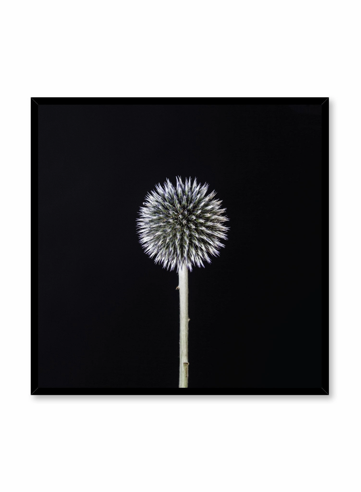 Silver White Thistle, Poster